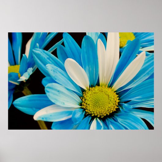 Poster blauwe bloemen (Voorkant)