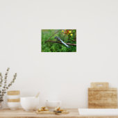 Poster Blauwe Dasher Libel (Keuken)