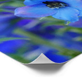 Poster Blauwe Delphiniums (Hoek)