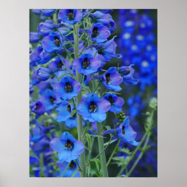 Poster Blauwe Delphiniums