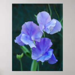 Poster Blauwe peuzenbloemen