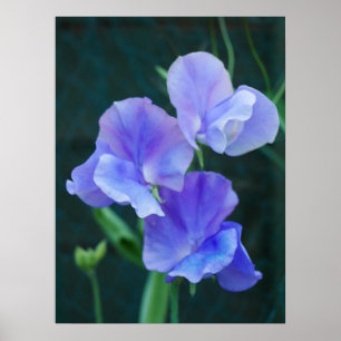 Poster Blauwe peuzenbloemen