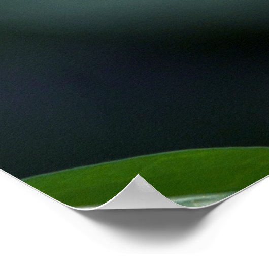 Poster Bloedbloeding Hearts Spring Flowers (Hoek)