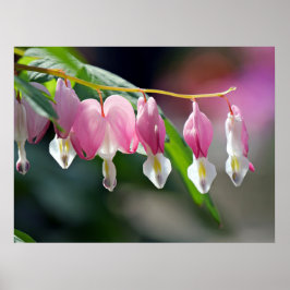 Poster Bloedbloeding Hearts Spring Flowers
