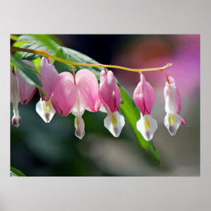Poster Bloedbloeding Hearts Spring Flowers