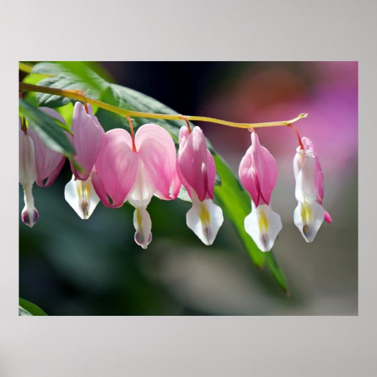 Poster Bloedbloeding Hearts Spring Flowers (Voorkant)