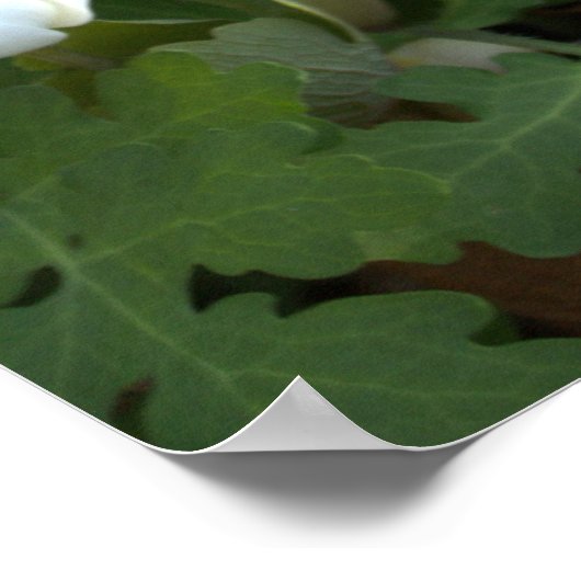 Poster bloemen (Hoek)