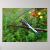 Poster Blue Dasher Dragonfly (Voorkant)