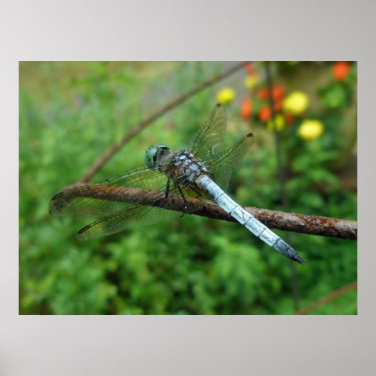 Poster Blue Dasher Dragonfly (Voorkant)