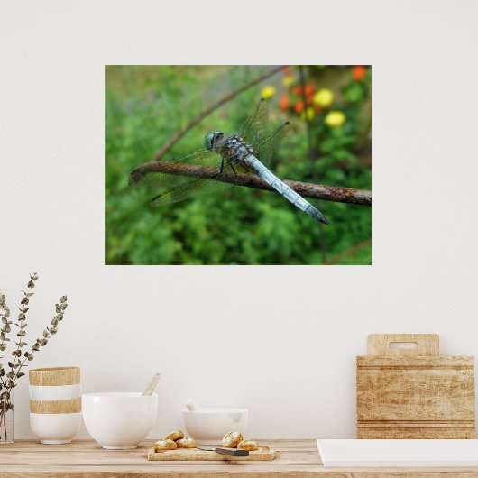 Poster Blue Dasher Dragonfly (Keuken)