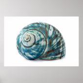 Poster Blue Zee Shell (Voorkant)
