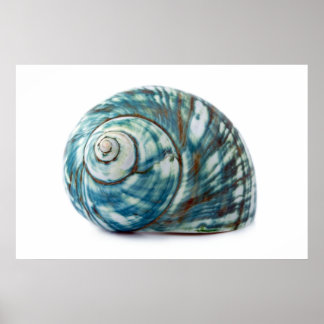 Poster Blue Zee Shell