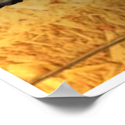 Poster Bluegrass Instruments (Hoek)