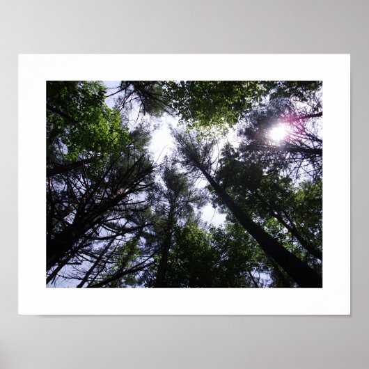 Poster bomen in een bos. (Voorkant)