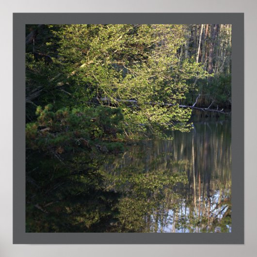 Poster Boom reflecties (Voorkant)
