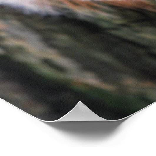 Poster boomeekhoorn (Hoek)