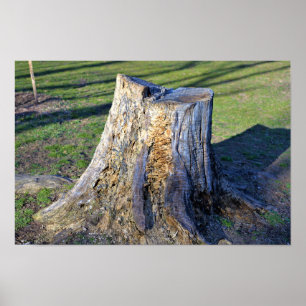 Poster boomstam