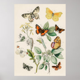 Pôster Borboletas e Mariposas by William F Kirby Poster