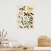 Pôster Borboletas e Mariposas by William F Kirby Poster (Keuken)