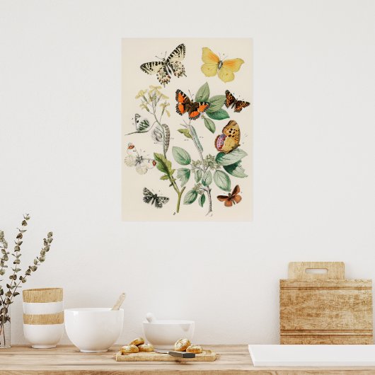 Pôster Borboletas e Mariposas by William F Kirby Poster (Keuken)