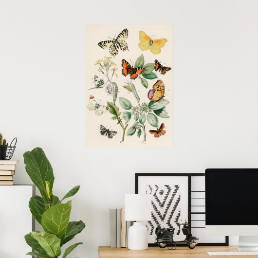 Pôster Borboletas e Mariposas by William F Kirby Poster (Thuiskantoor)