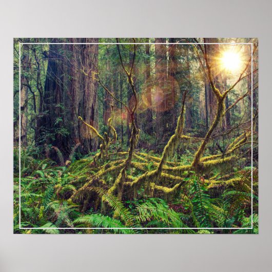 Poster-bos Poster (Voorkant)