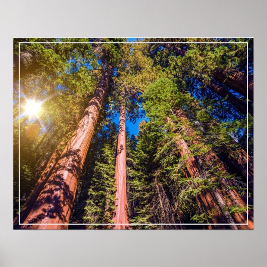 Poster-bos Poster (Voorkant)