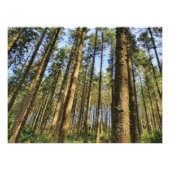 Poster bosbomen (Voorkant)