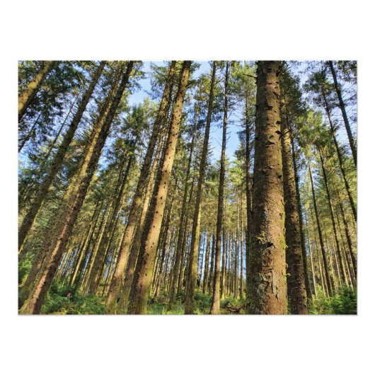 Poster bosbomen (Voorkant)