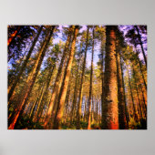 Poster bosbomen (Voorkant)