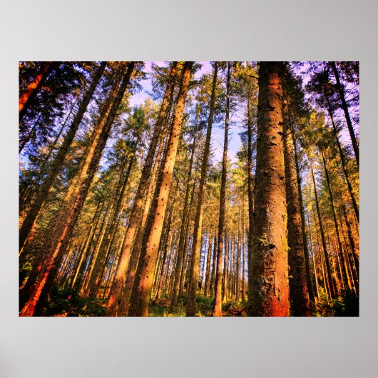 Poster bosbomen (Voorkant)