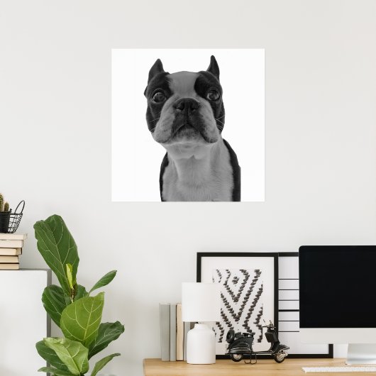 Poster Boston Terrier (Thuiskantoor)