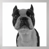 Poster Boston Terrier (Voorkant)