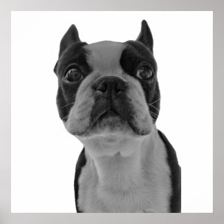 Poster Boston Terrier