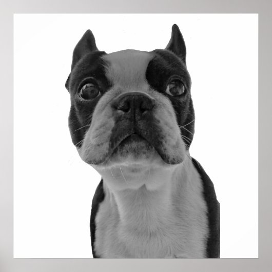 Poster Boston Terrier (Voorkant)