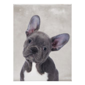 Poster Boston Terrier (Voorkant)