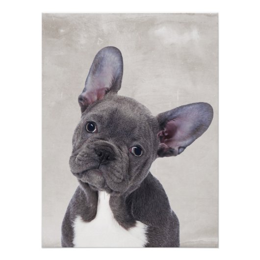 Poster Boston Terrier (Voorkant)