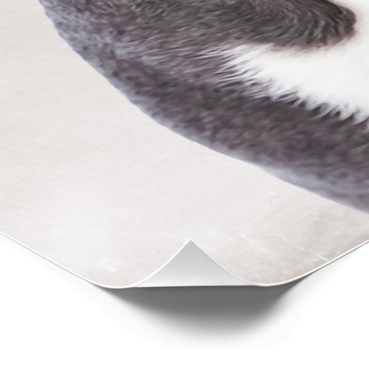 Poster Boston Terrier (Hoek)