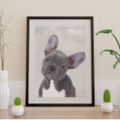 Poster Boston Terrier
