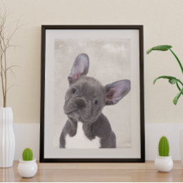 Poster Boston Terrier