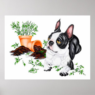 Poster Boston Terrier Naughty Pup