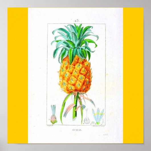 Poster-botanica-ananas Poster (Voorkant)