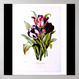 Poster-Botanicals-Pierre Joseph Redoute 15 Poster