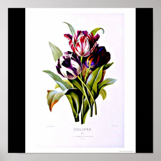 Poster-Botanicals-Pierre Joseph Redoute 15 Poster (Voorkant)