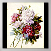 Poster-Botanicals-Pierre Joseph Redoute 16 Poster (Voorkant)