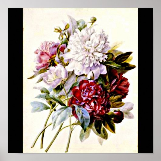 Poster-Botanicals-Pierre Joseph Redoute 16 Poster (Voorkant)