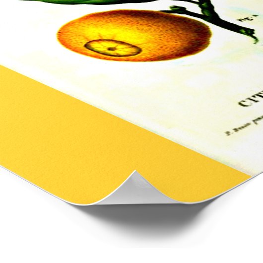 Poster-Botanicals-Pierre Joseph Redoute 23 Poster (Hoek)