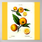 Poster-Botanicals-Pierre Joseph Redoute 23 Poster (Voorkant)