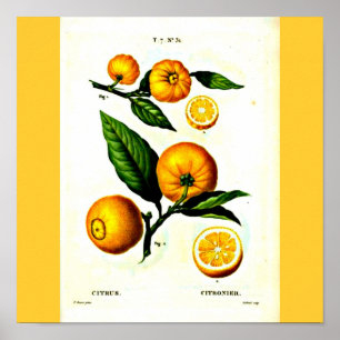 Poster-Botanicals-Pierre Joseph Redoute 23 Poster