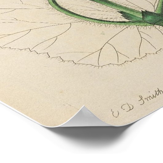  POSTER BOTANISCH GERANIUMDRUK (Hoek)